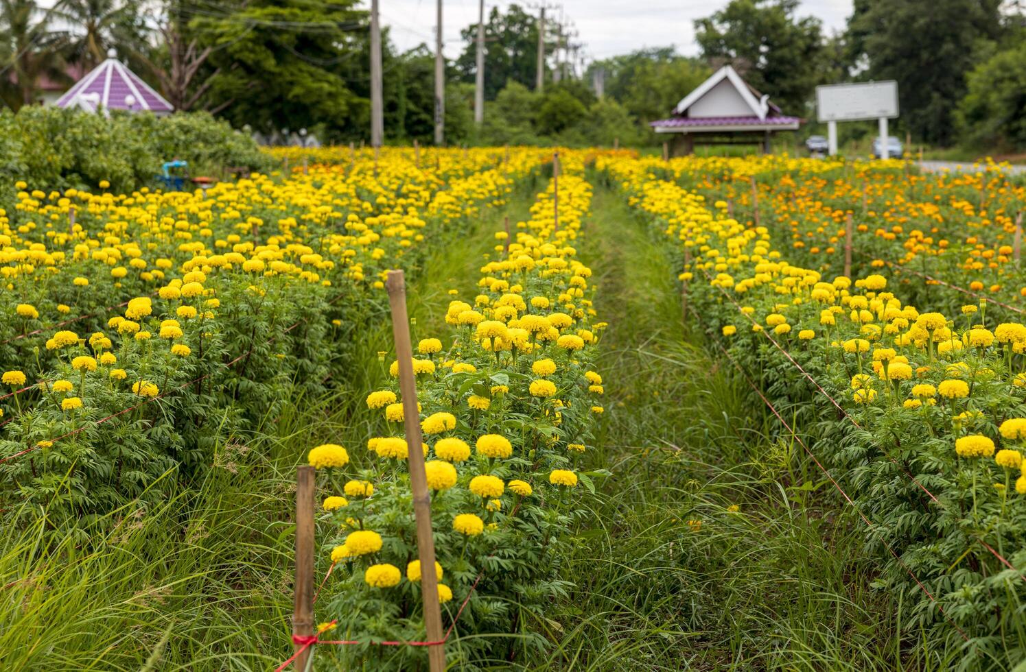Scenery of a garden of beautifully blooming yellow marigolds. photo