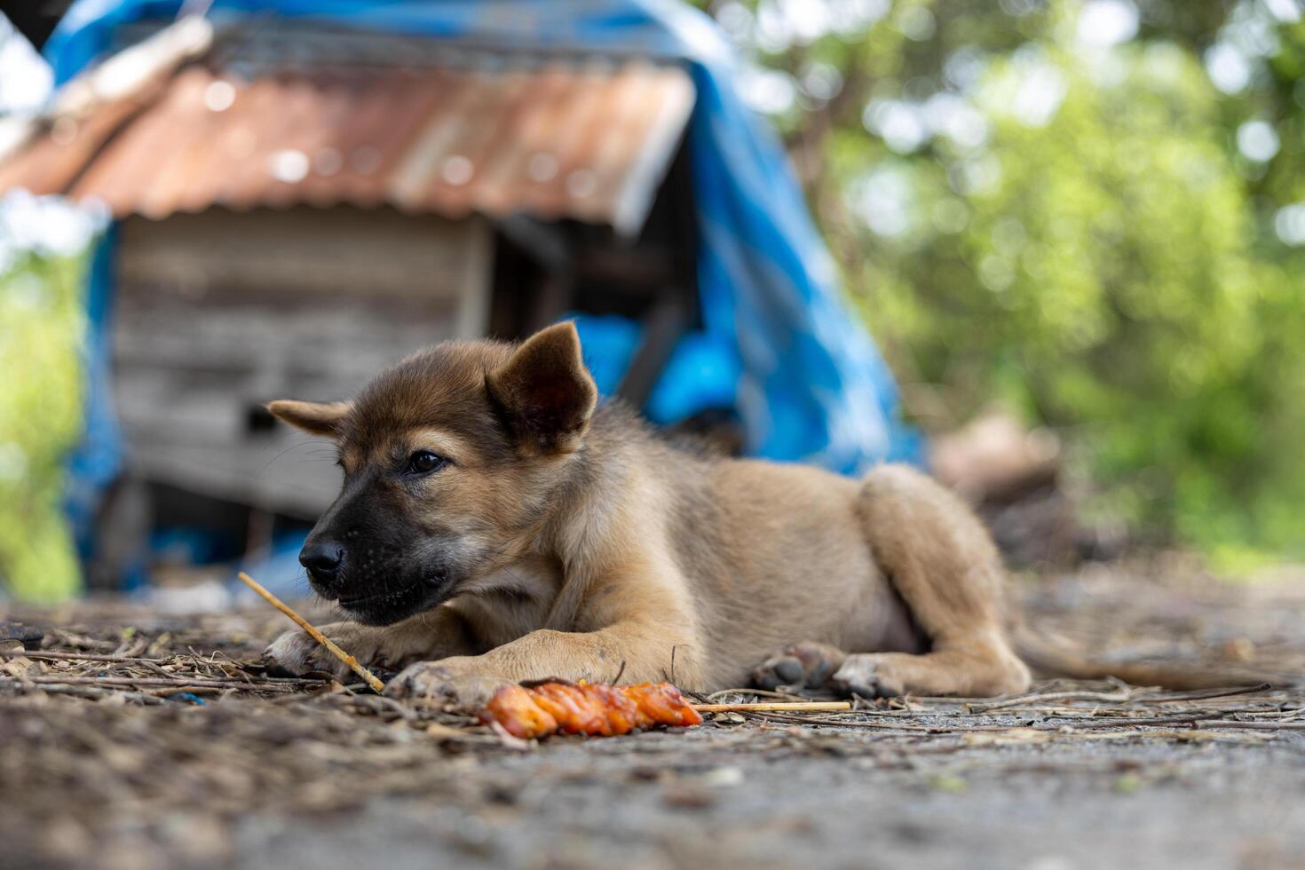 Close-up low angle view of a brown Thai puppy lying on the ground eating. photo