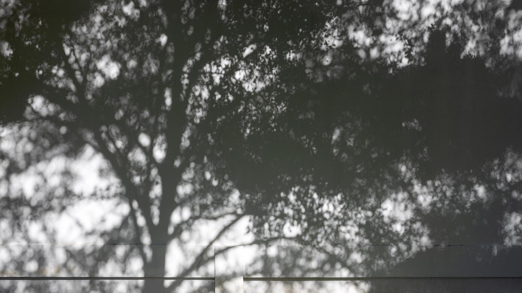 Abstract background, silhouette of a bunch of leaves. photo