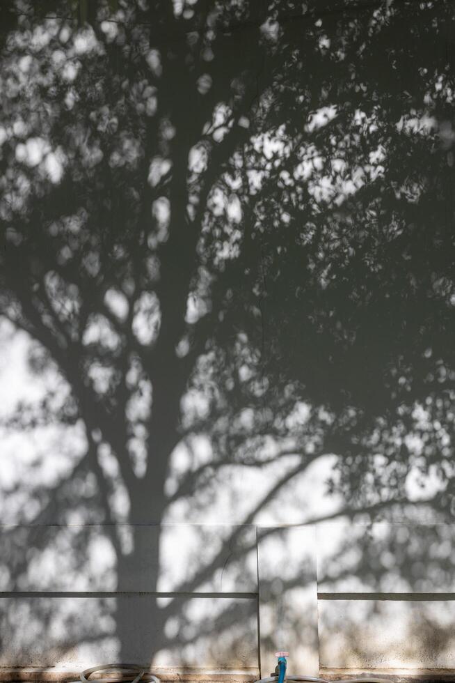 Abstract background, silhouette of a bunch of leaves. photo