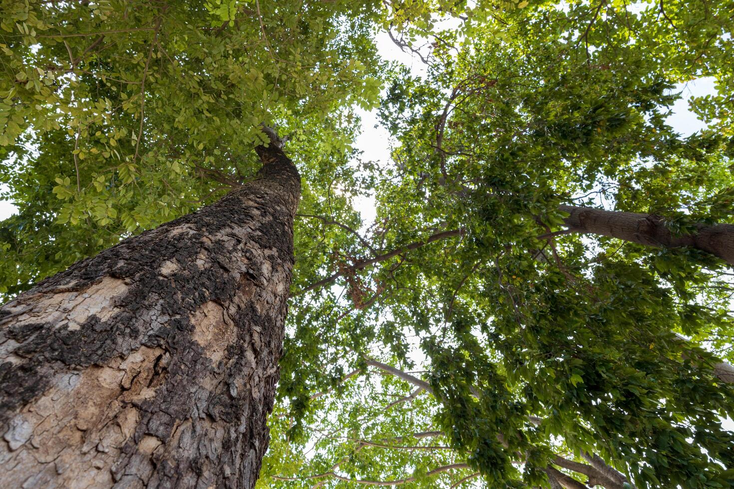 A low-level ant-eye view, looking through the base of a large, towering tree. photo