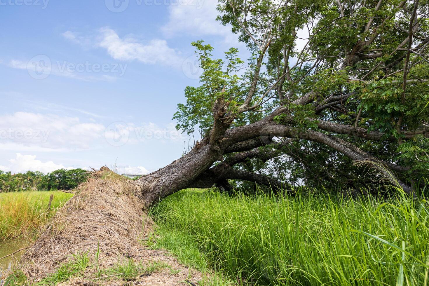 A close-up, low-angle view of a large tree growing on a mound. It has fallen. photo