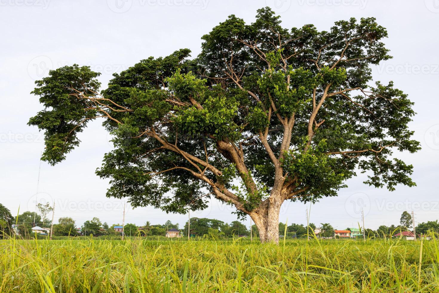 A low foreground view past the golden rice grains to the large branches of a tree. photo