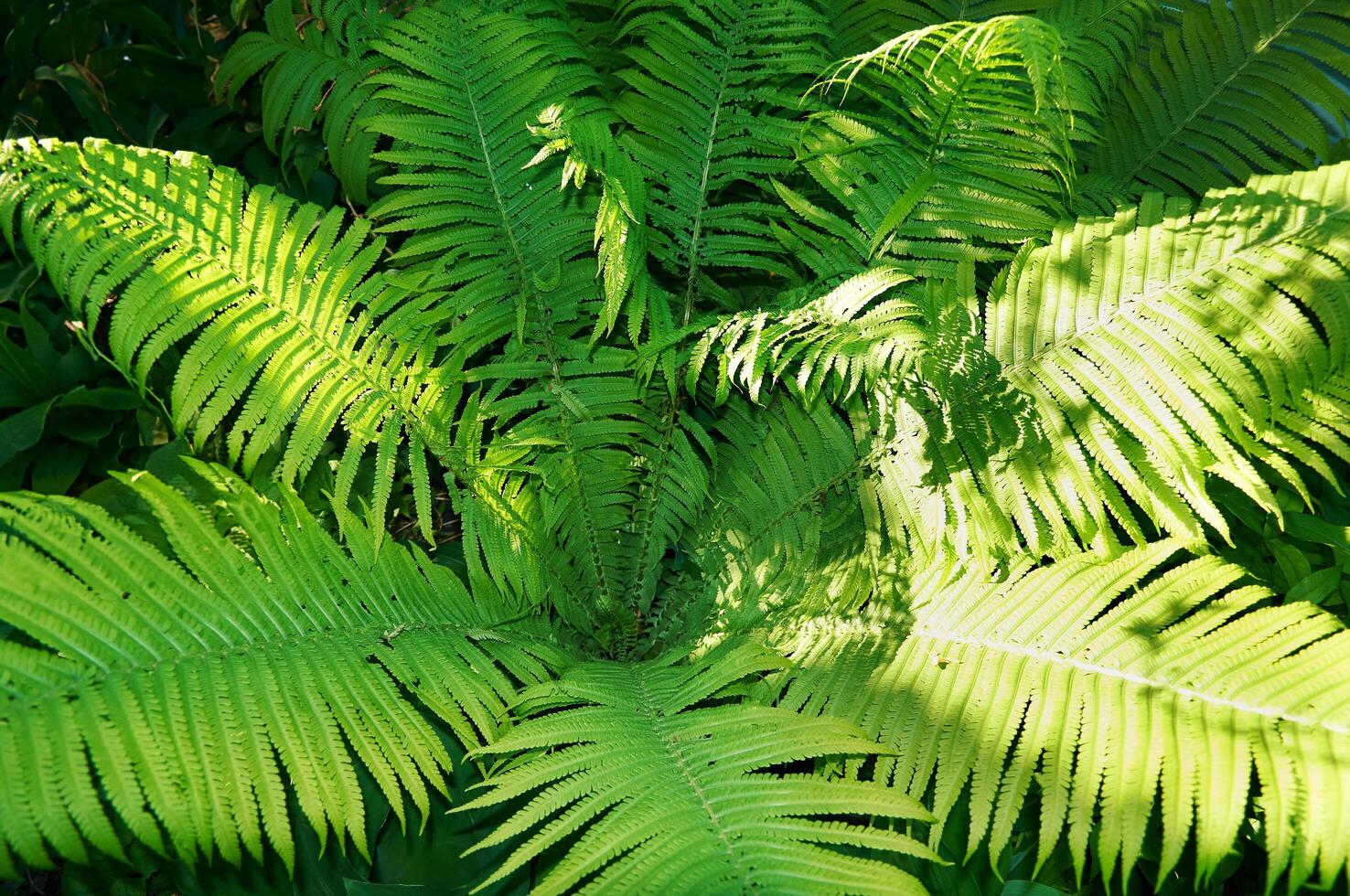 Beautiful fern leaves, natural leafy natural fern background in sunlight. photo