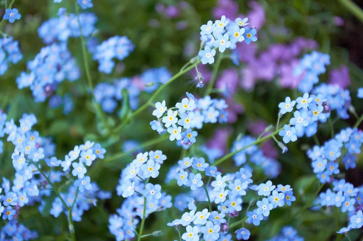 Blue forget me not flowers, spring flowering season. Floral background photo