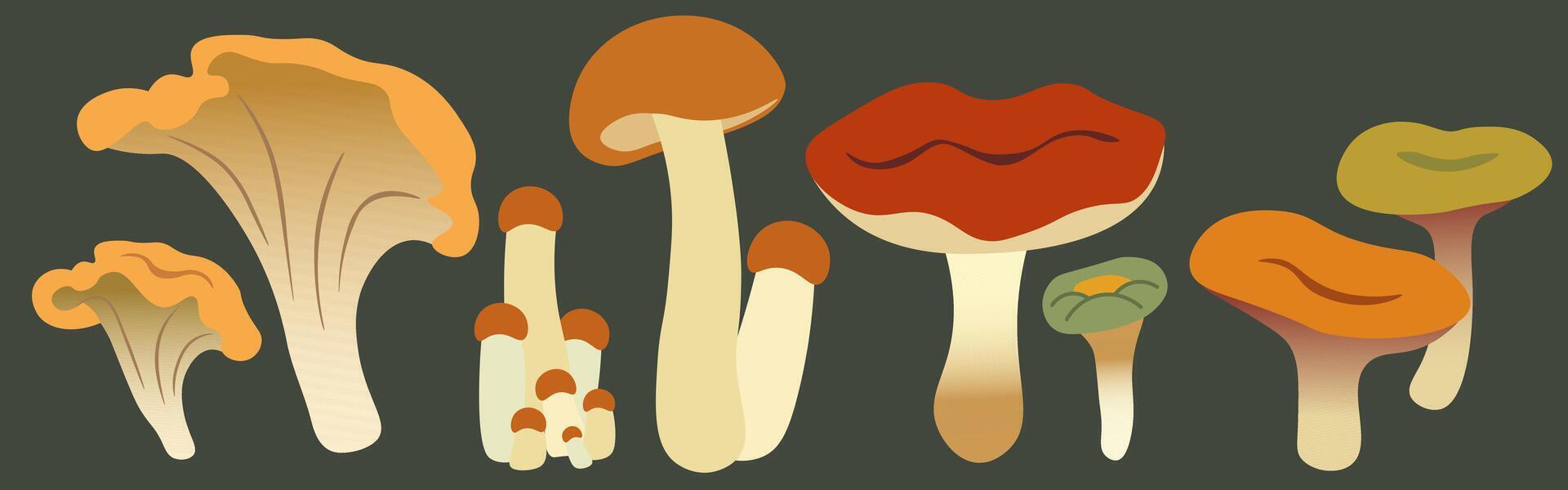 autumn mushrooms illustration set vector