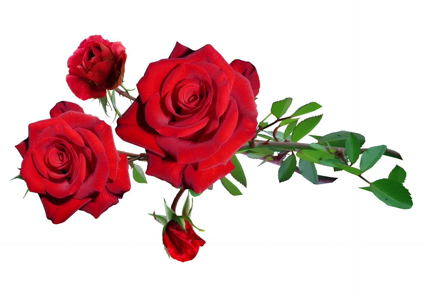 Close up of red rose with green branch isolated on white background photo
