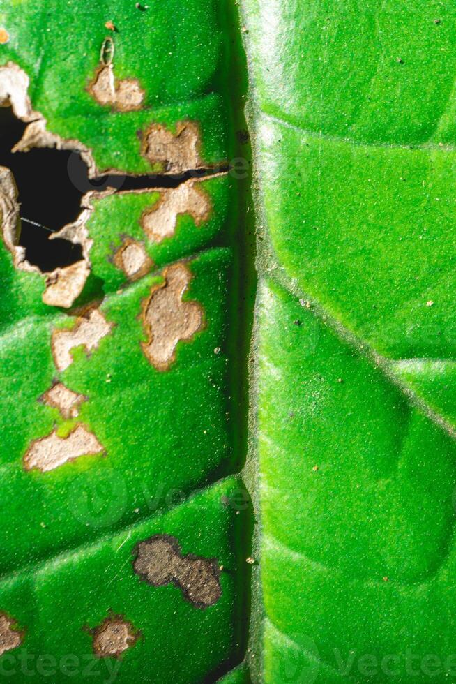 Close up from a big green leave that is damaged by insects. In the Jardim Botanic Garden in Brazil. photo