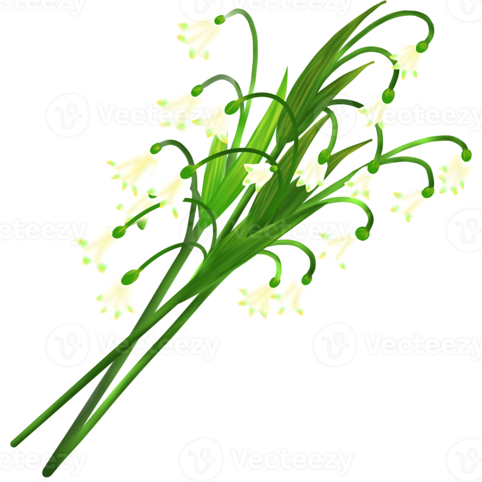 Snowdrop and Galanthus png