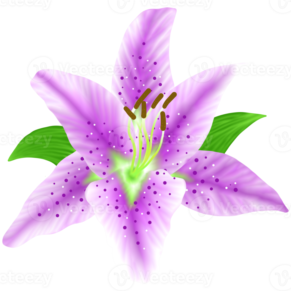 lily isolated on white png