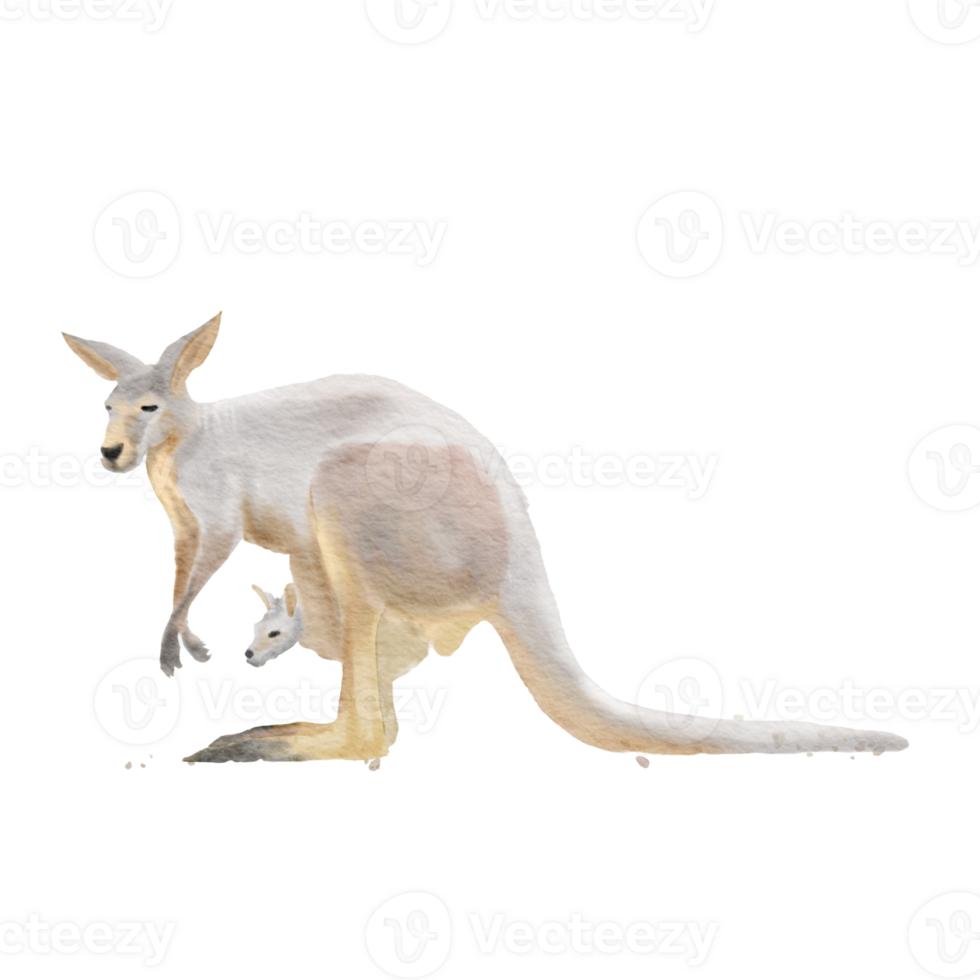 Red Kangaroo Macropus rufus mother and child , watercolor painting png