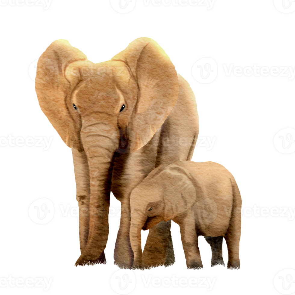 African elephant mother and child , watercolor painting png