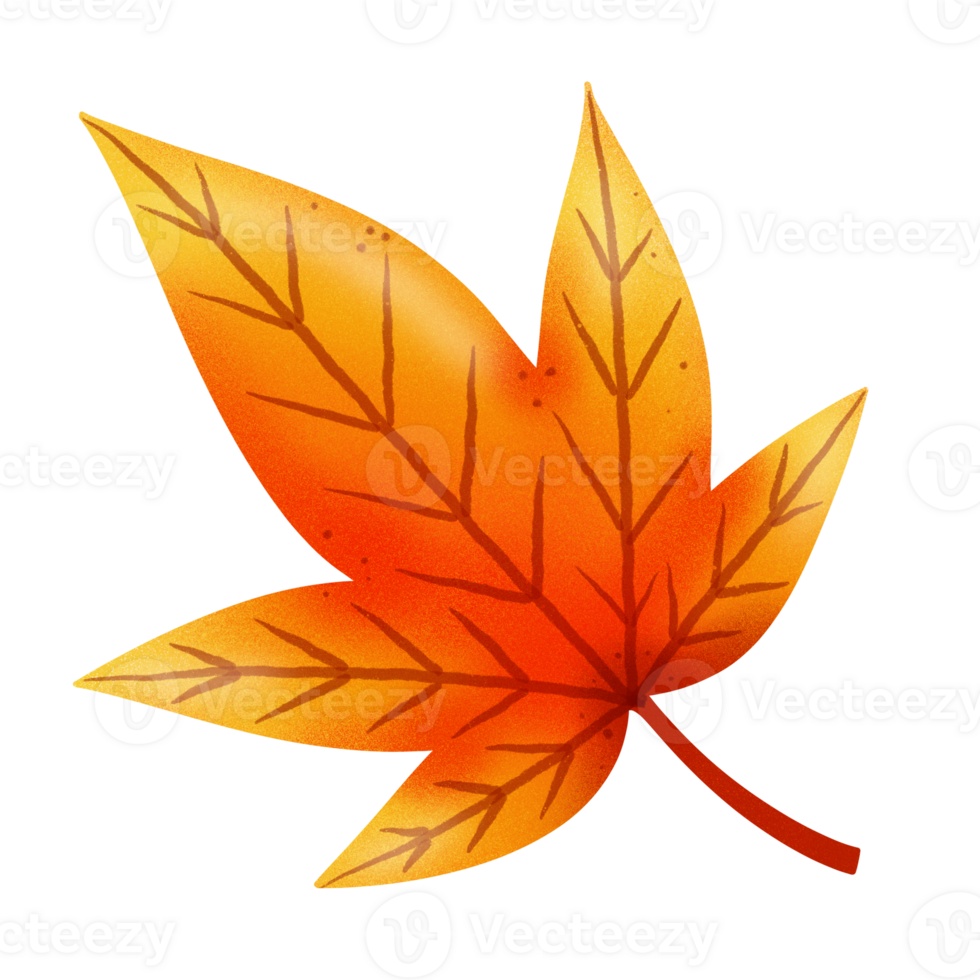 Maple leaf in Autumn illustration png