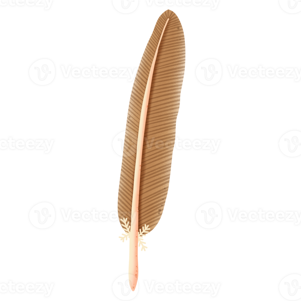 Brown feather illustration by hand drawn png
