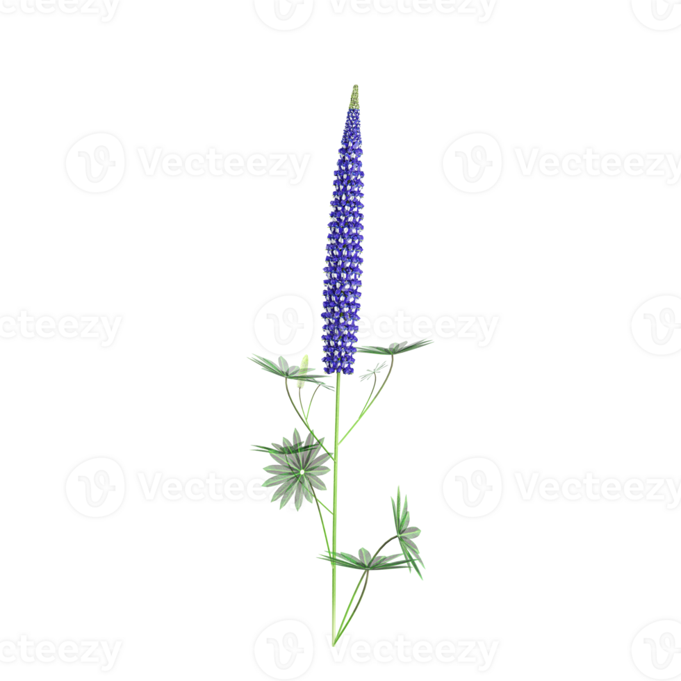Beautiful Lupinus angustifolius tree isolated on transparent Canvas png