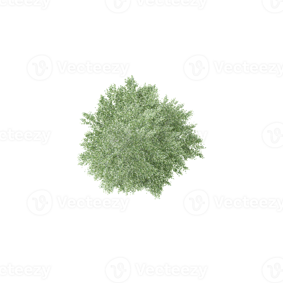 3D rendering of Topview of Bucida buceras tree in transparent background png