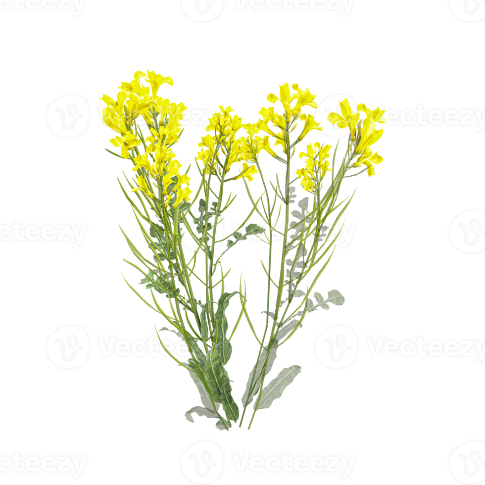 collection of Sinapis arvensis Plant with realistic style png