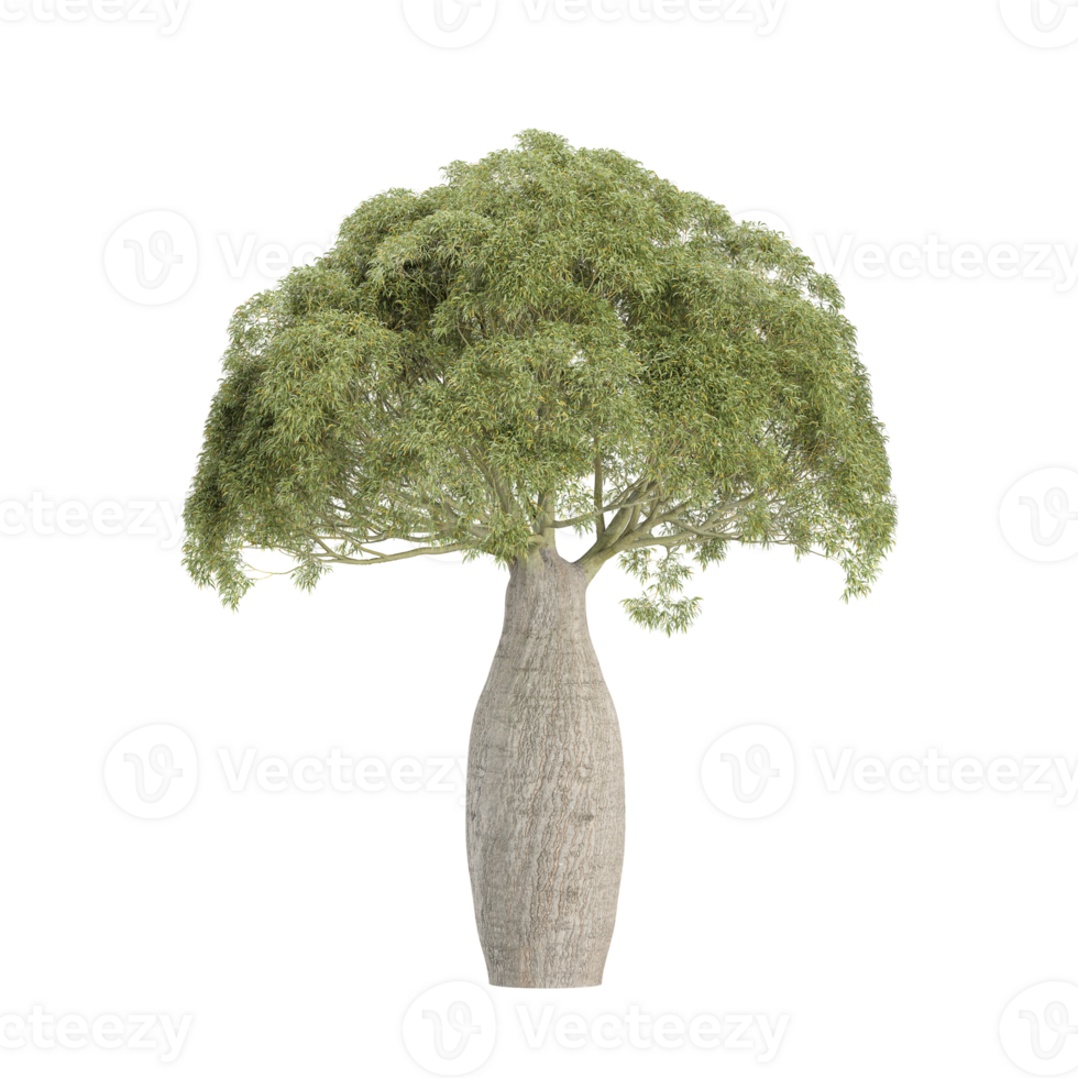 collection of Brachychiton rupestris Plant with realistic style png
