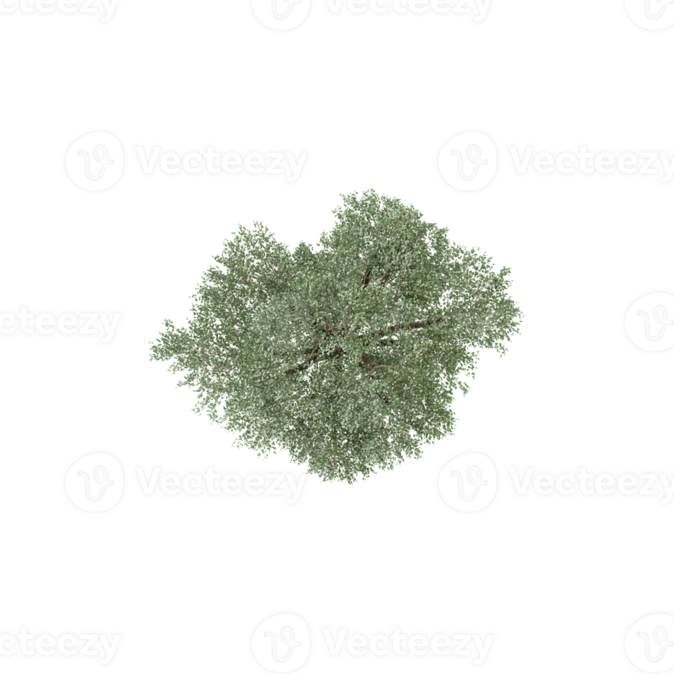 collection of Birch tree with realistic style from top view png