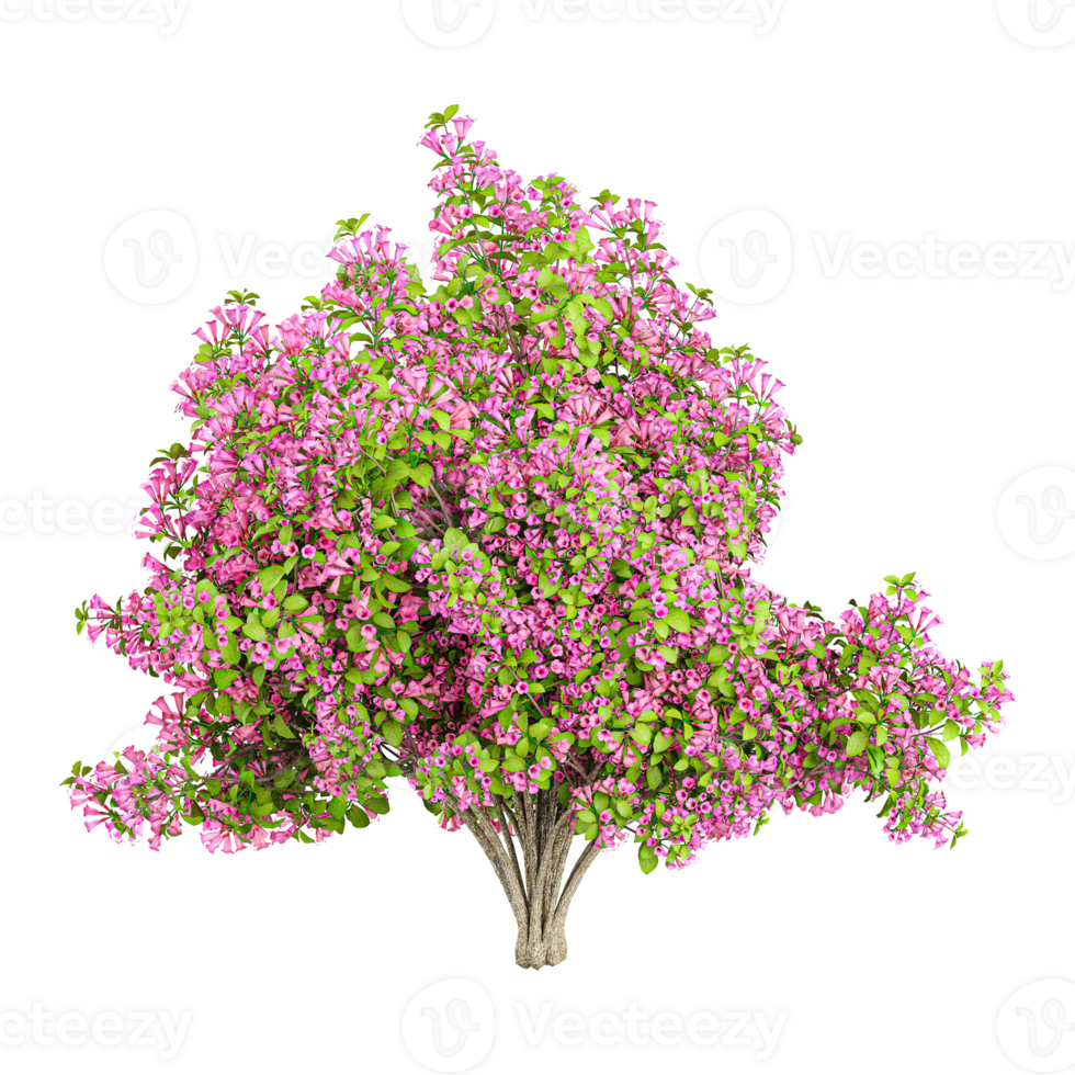 collection of Common lilac plant with transparent Canvas png