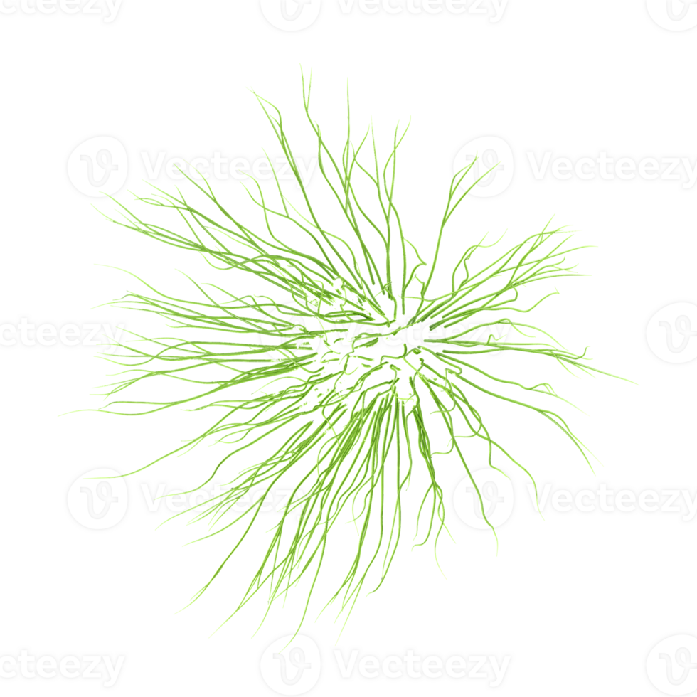 Horsetails grass on isolated Canvas from the top view png