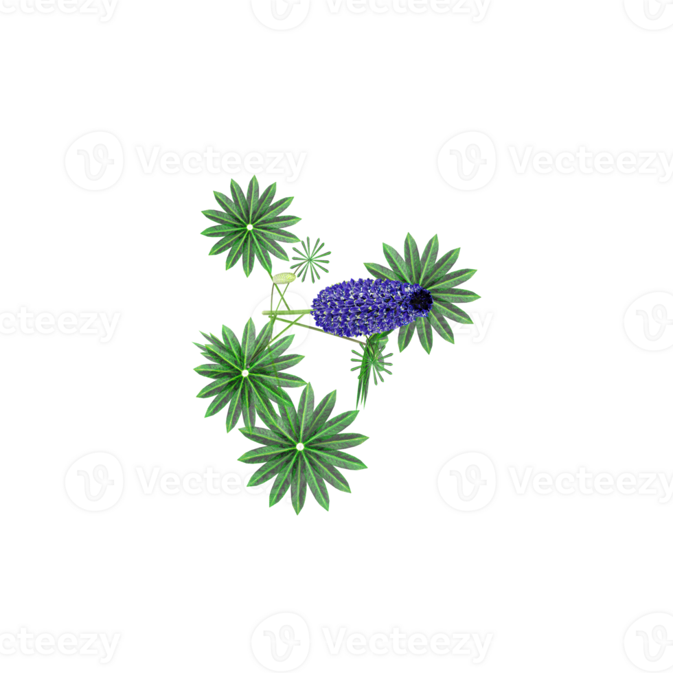 Beautiful Lupinus angustifolius tree isolated on transparent Canvas from top view png