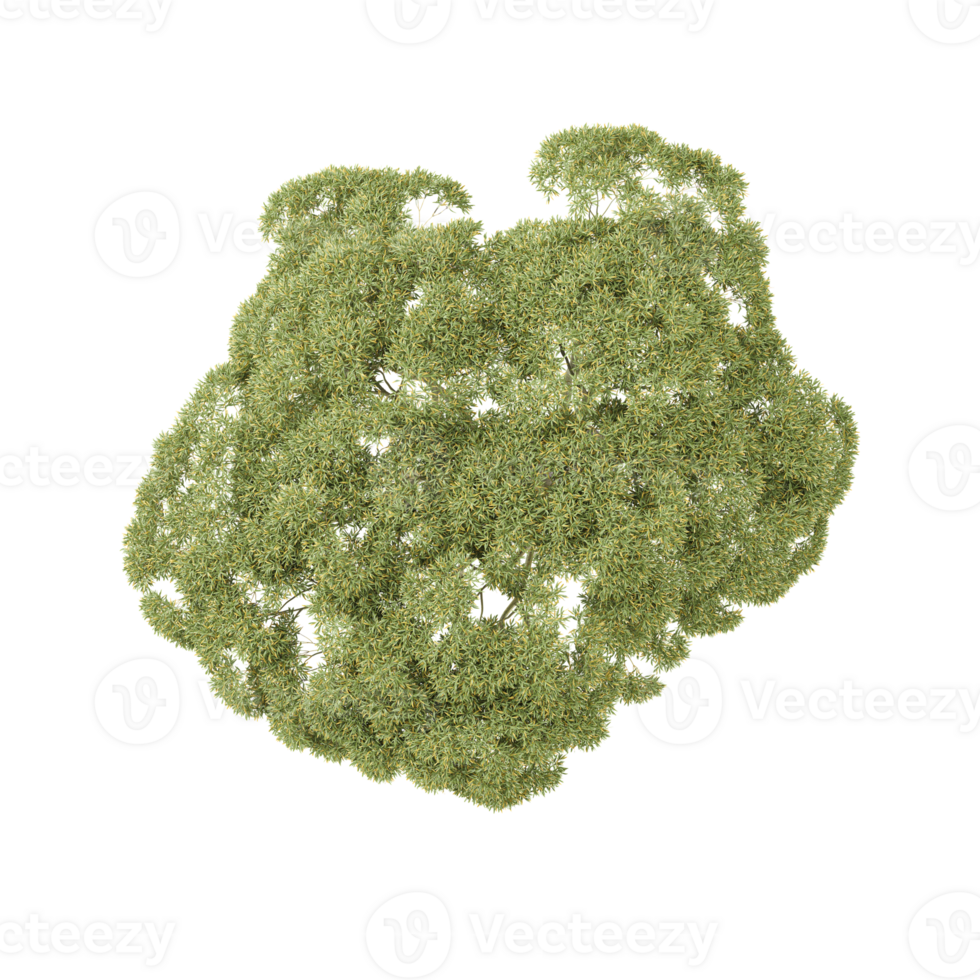3D rendering of Topview of Brachychiton rupestris tree in transparent Canvas png