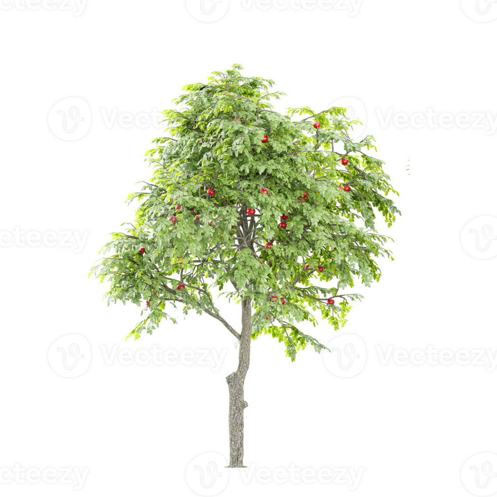 collection of Rowan Plant with realistic style png