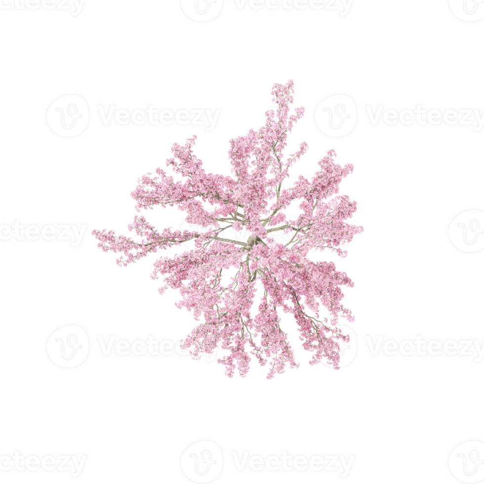 3D rendering of Topview of Cherry blossom tree in transparent Canvas png
