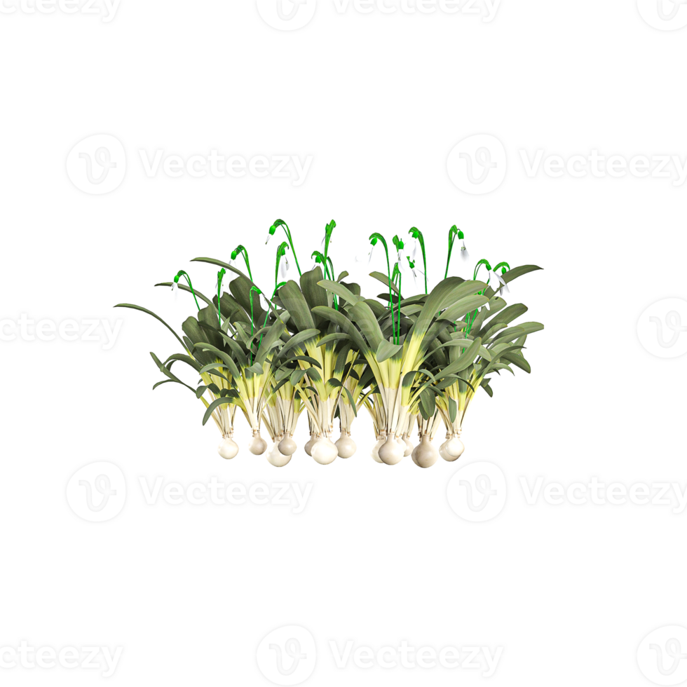 3d rendering of Green vegetable plant isolated on Canvas png