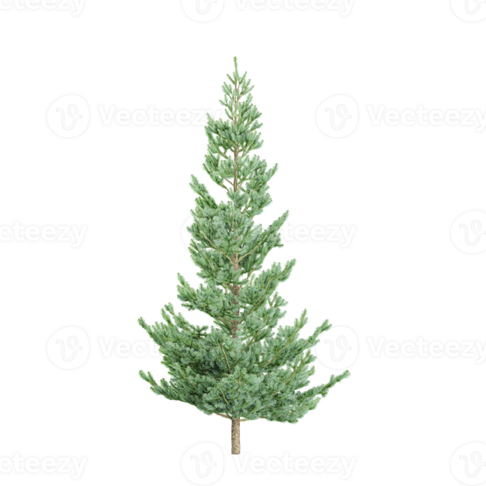 collection of Pineplant with transparent Canvas from top view. png