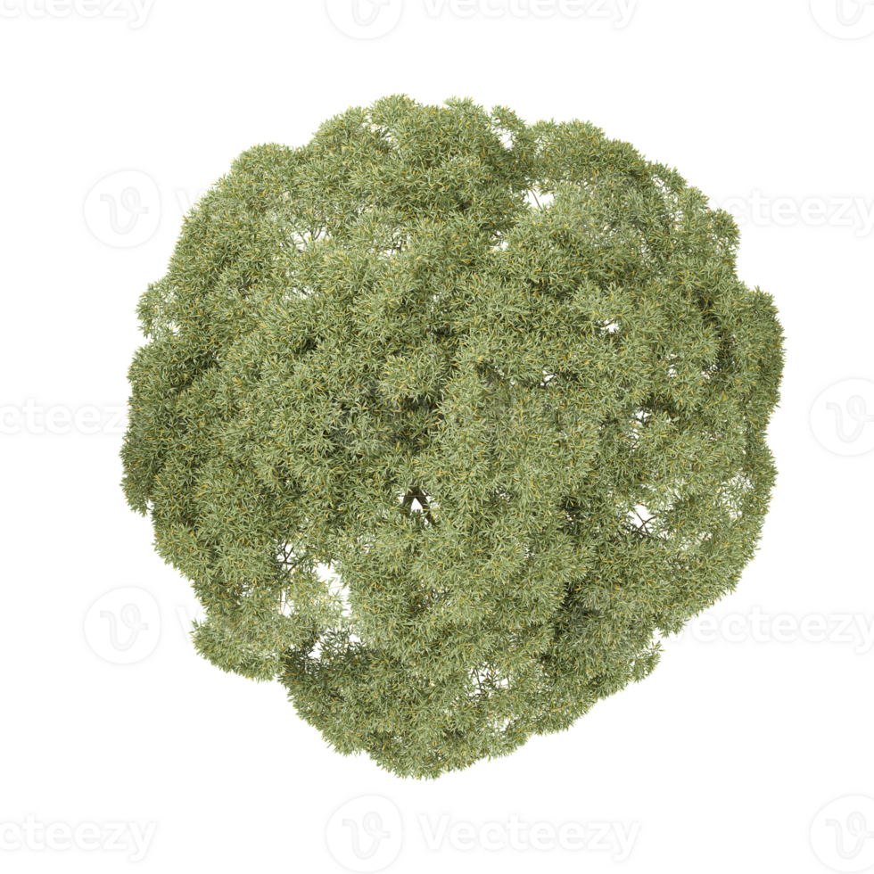 Brachychiton rupestris tree on isolated Canvas from top view png