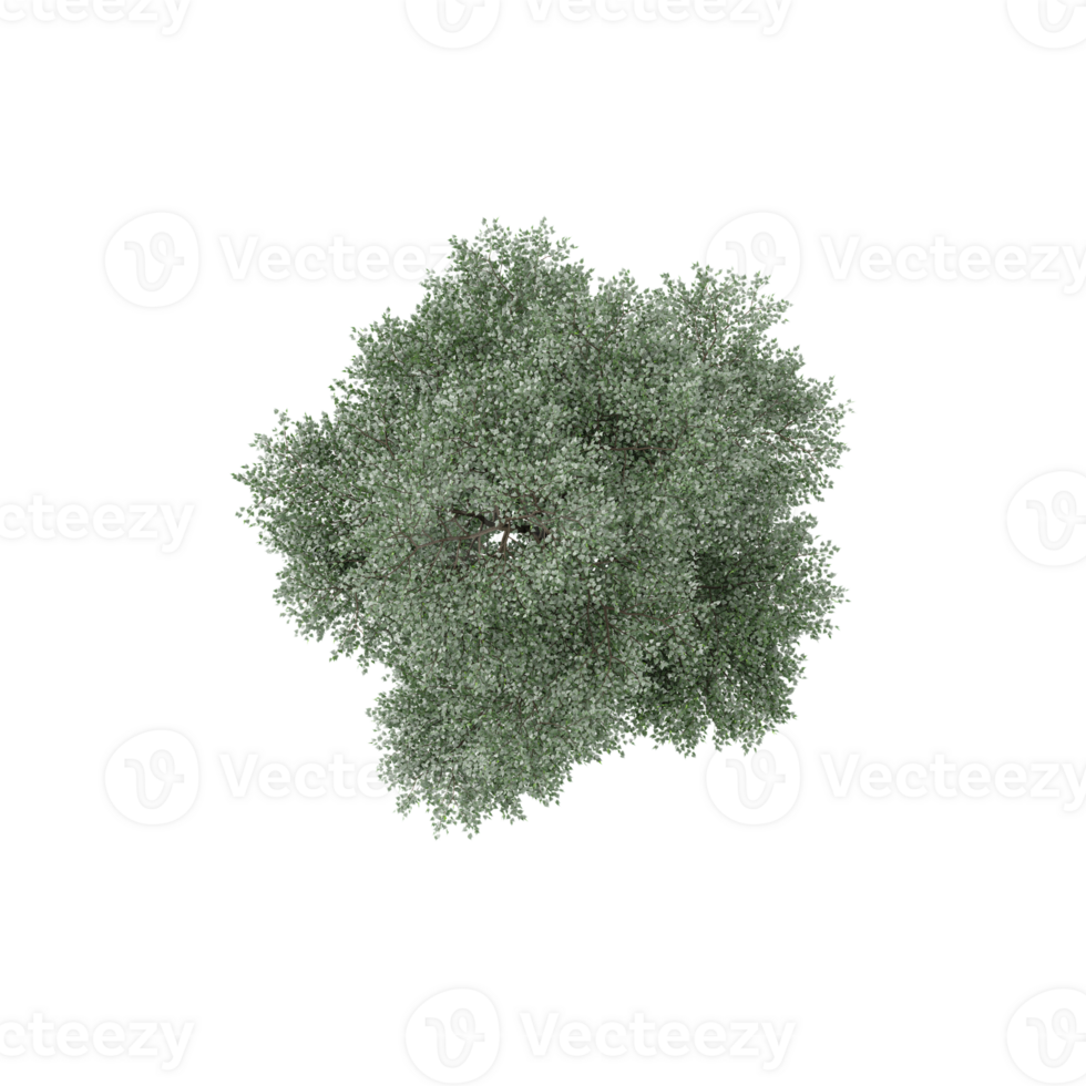 collection of Bucida Buceras tree with realistic style from top view png