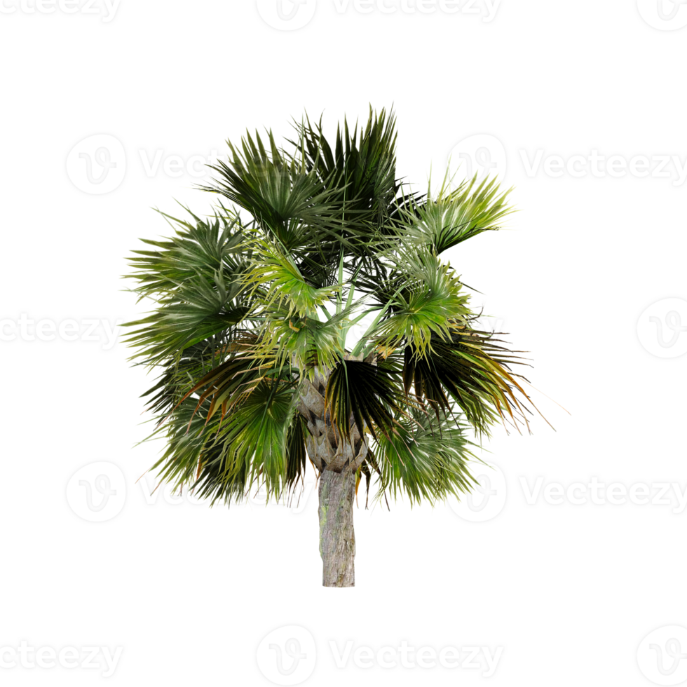 3d illustration of palm tree isolated on canvas png