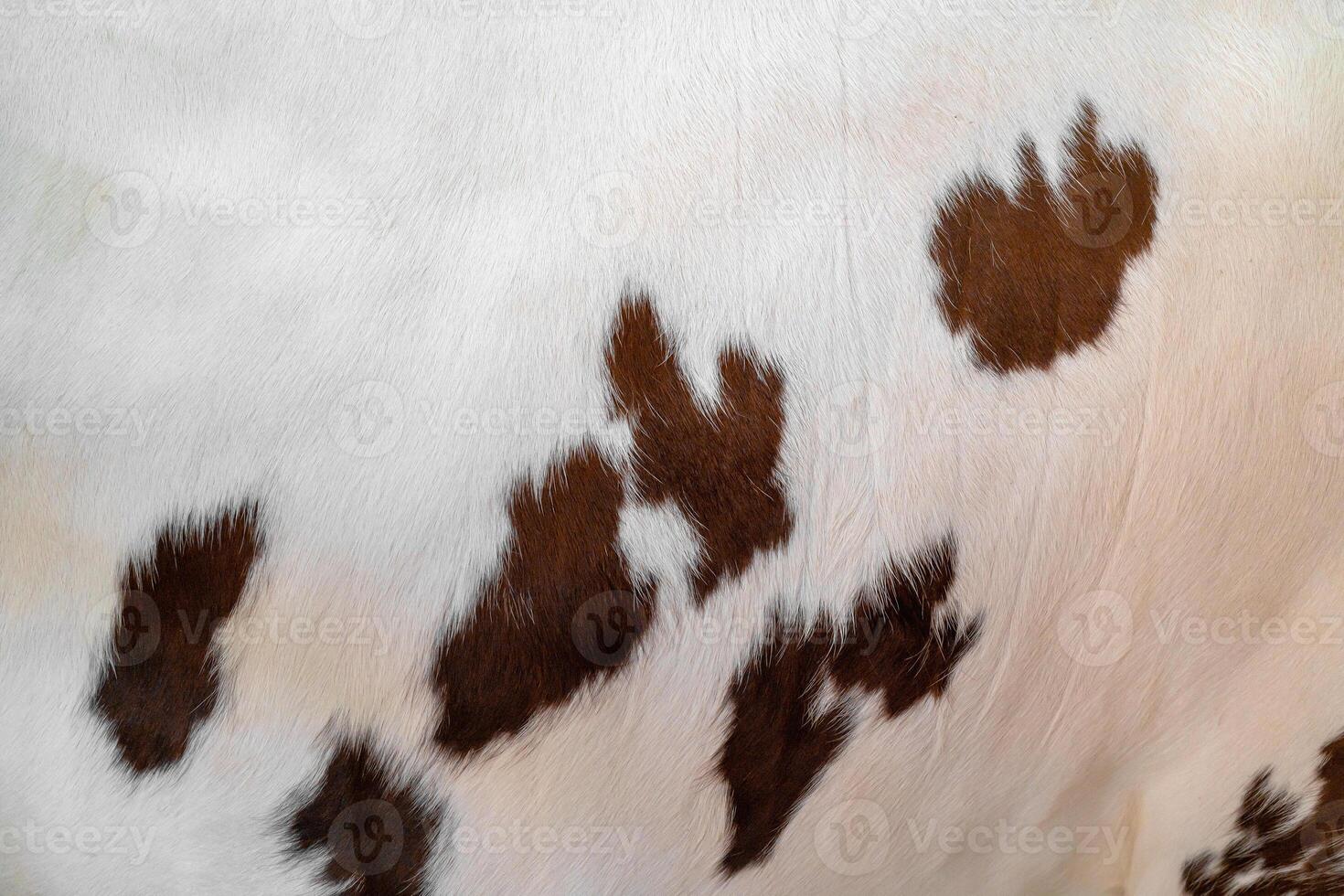 The skin of a white cow with brown spots. Animal fur. Natural background. Warm fluffy surface. photo
