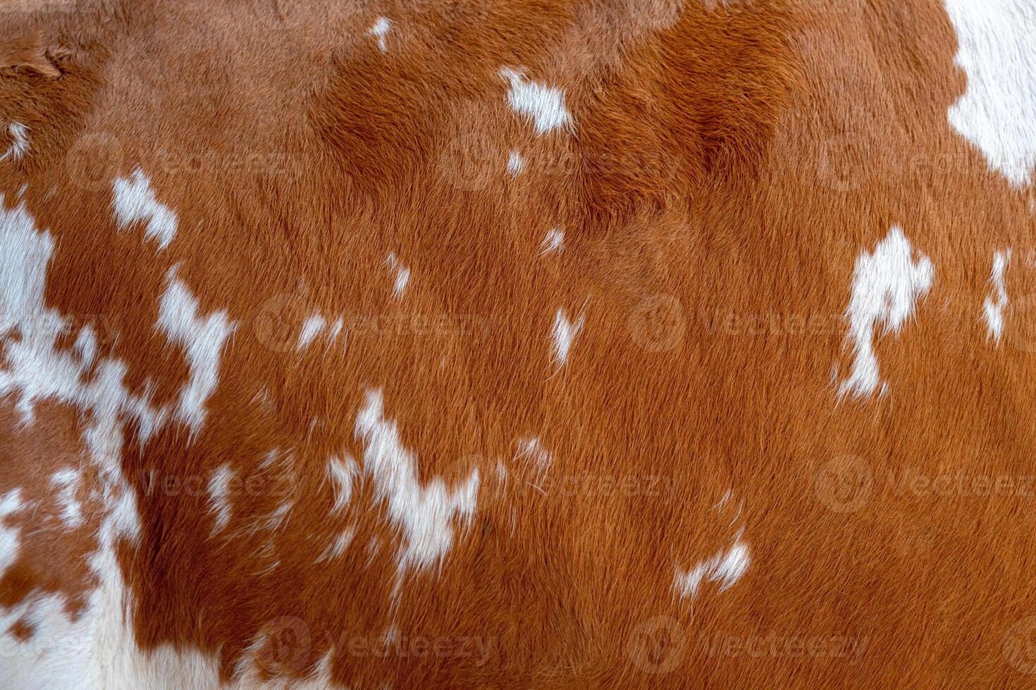 Texture of brown Cow Coat. Fragment. White and brown spots. photo