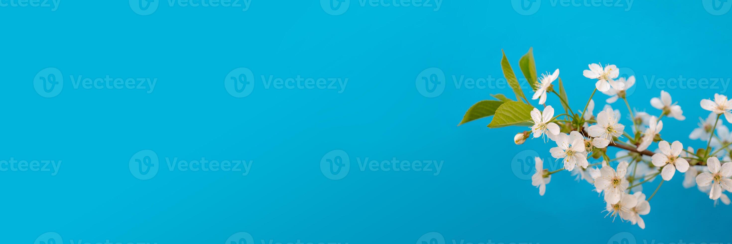 Blooming cherry tree branch in a festive spring garden on a blue background. photo