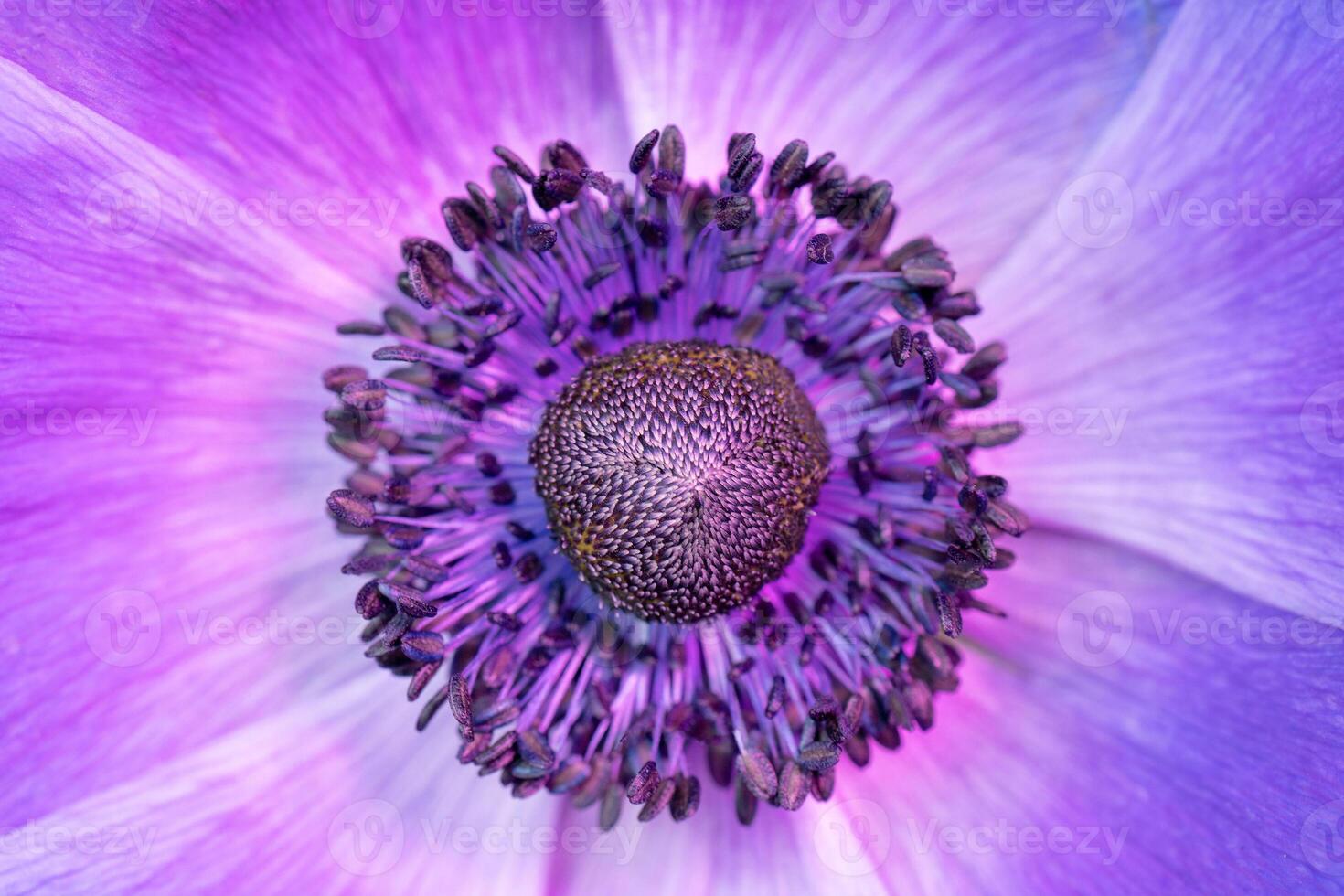 Beautiful purple flower. photo