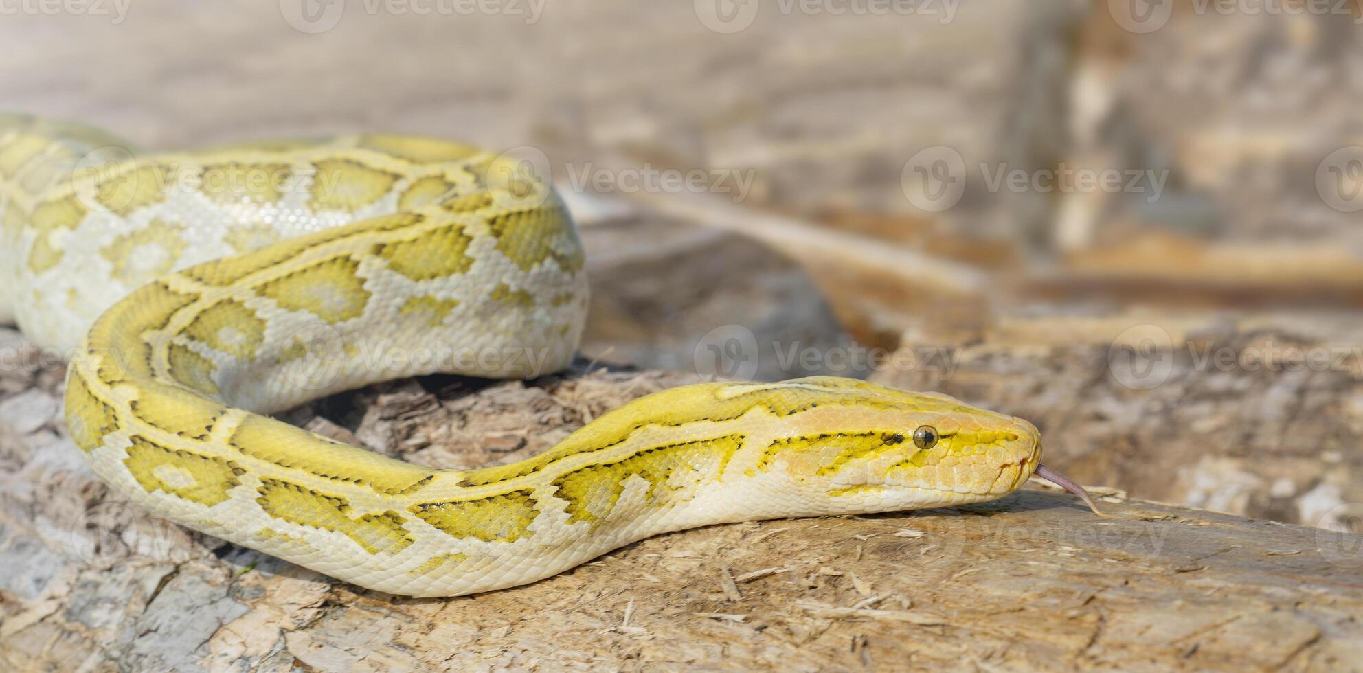 The albino Python molurus snake is a large non-venomous python. It is often a pet. photo