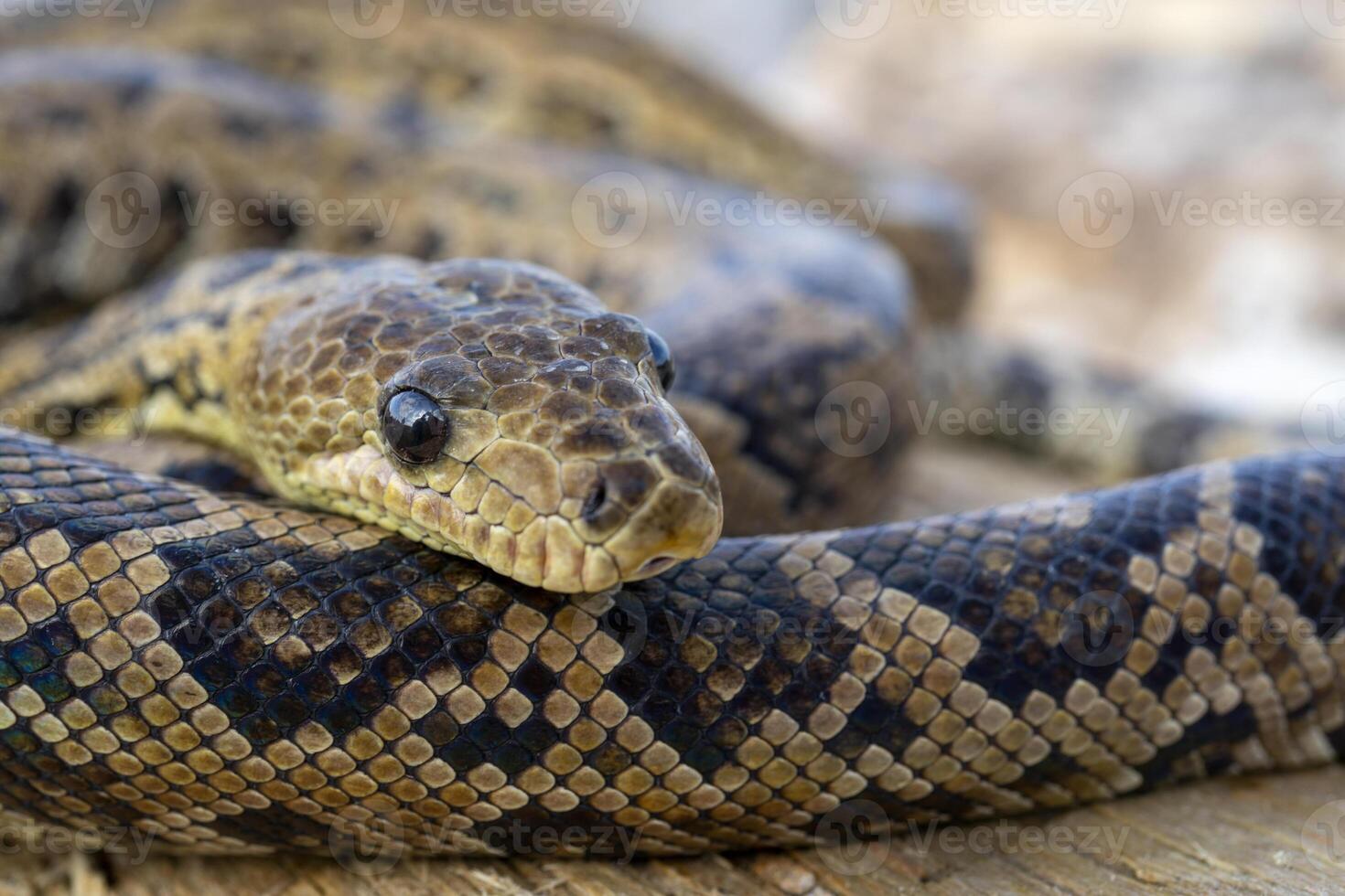 The snake Chilabothrus angulifer, - the Cuban boa and the Cuban tree boa. photo
