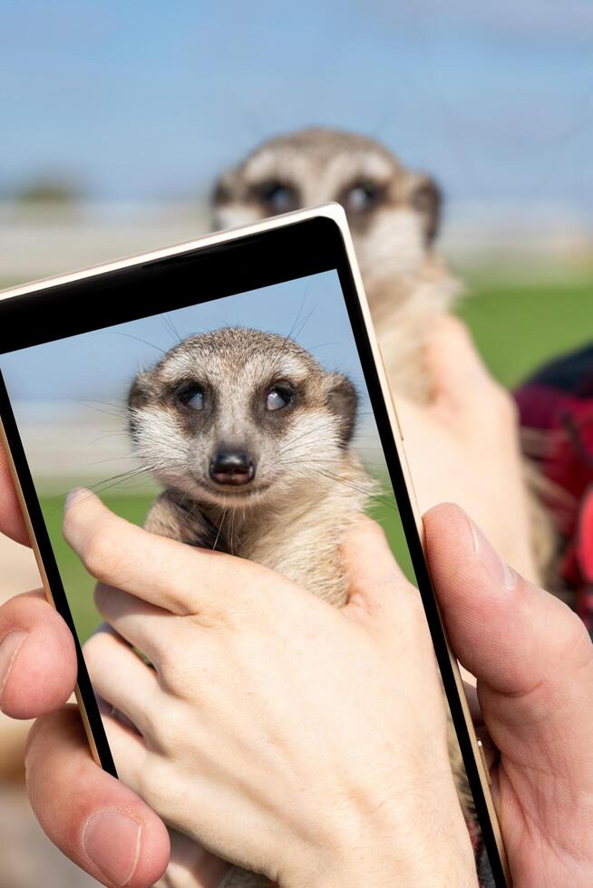 The meerkat Suricata suricatta is a small mongoose found in southern Africa. photo