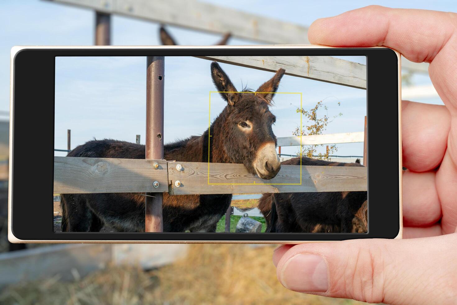 Domesticated black donkeys in the paddock on the farm. Pets on a summer day. photo