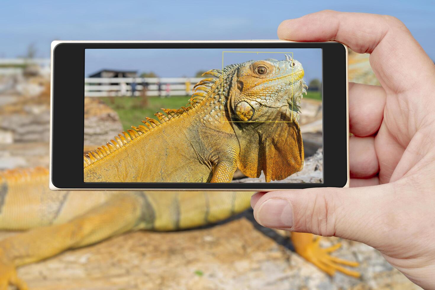 The common green iguana Iguana iguana, the American iguana, is a large, arboreal, herbivorous species. photo