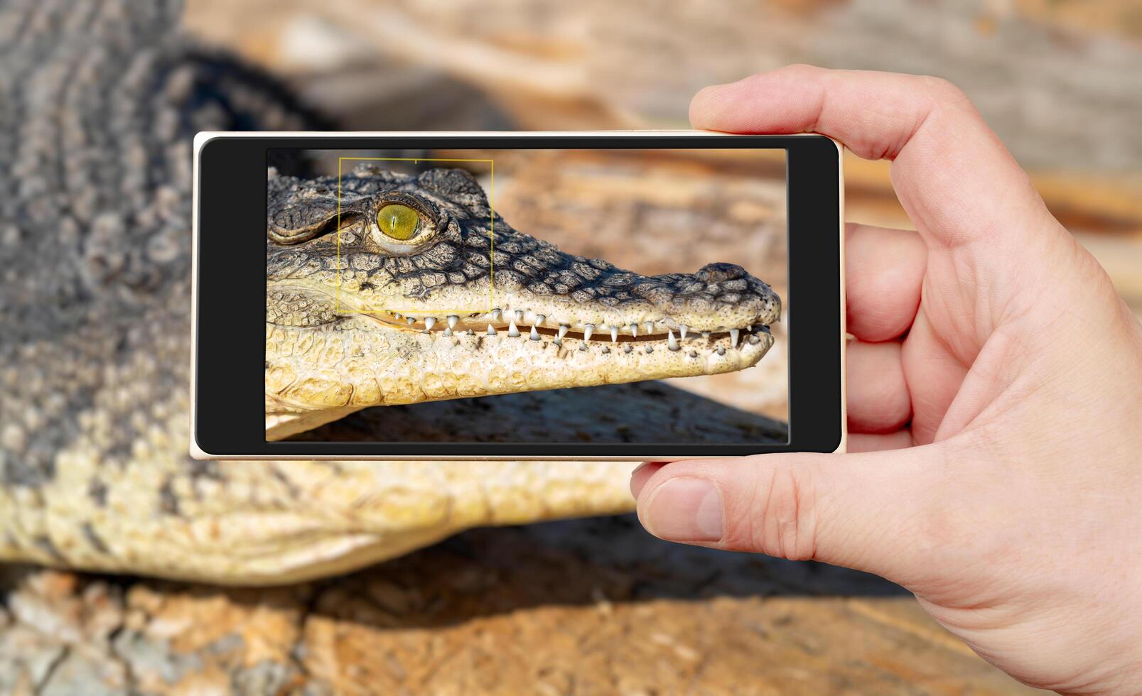 The Nile crocodile Crocodylus niloticus is a large, dangerous carnivorous reptile. photo