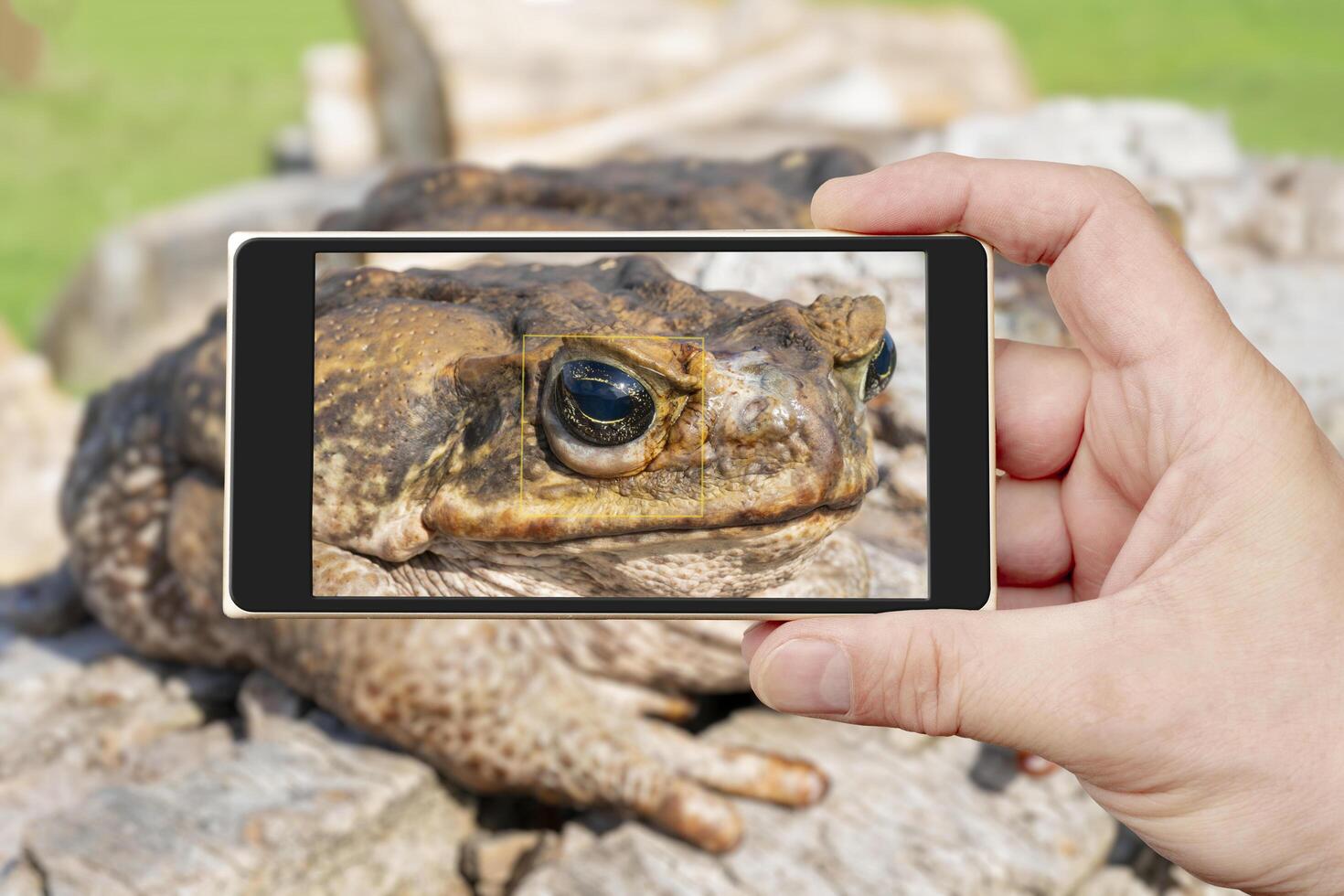The cane toad, - the giant neotropical toad or marine toad, is a large, terrestrial true toad native to South and mainland Central America. photo