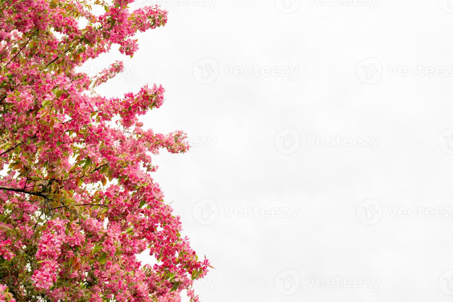 Pink flowers of an apple tree. Spring flowering garden. photo