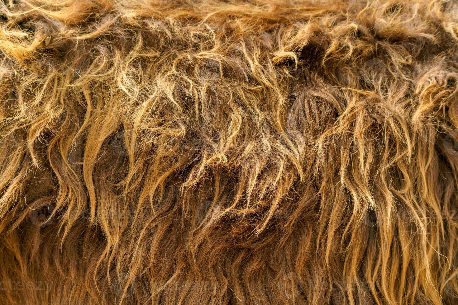 Thick brown fur skins. Fur of a bull. Fur of a wild animal. photo