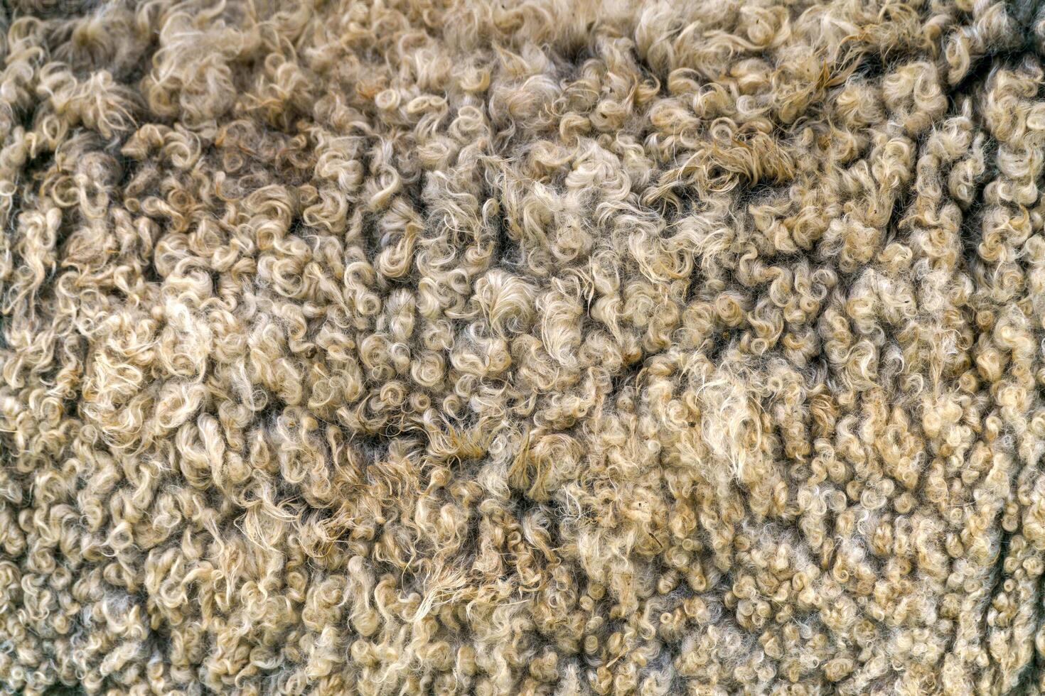 Sheep wool texture. Golden fleece - sheep fur. photo