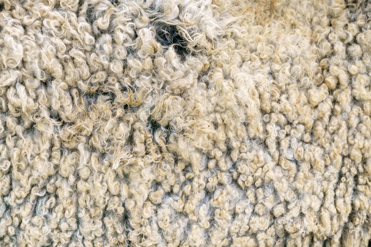 Sheep wool texture. Golden fleece - sheep fur. photo