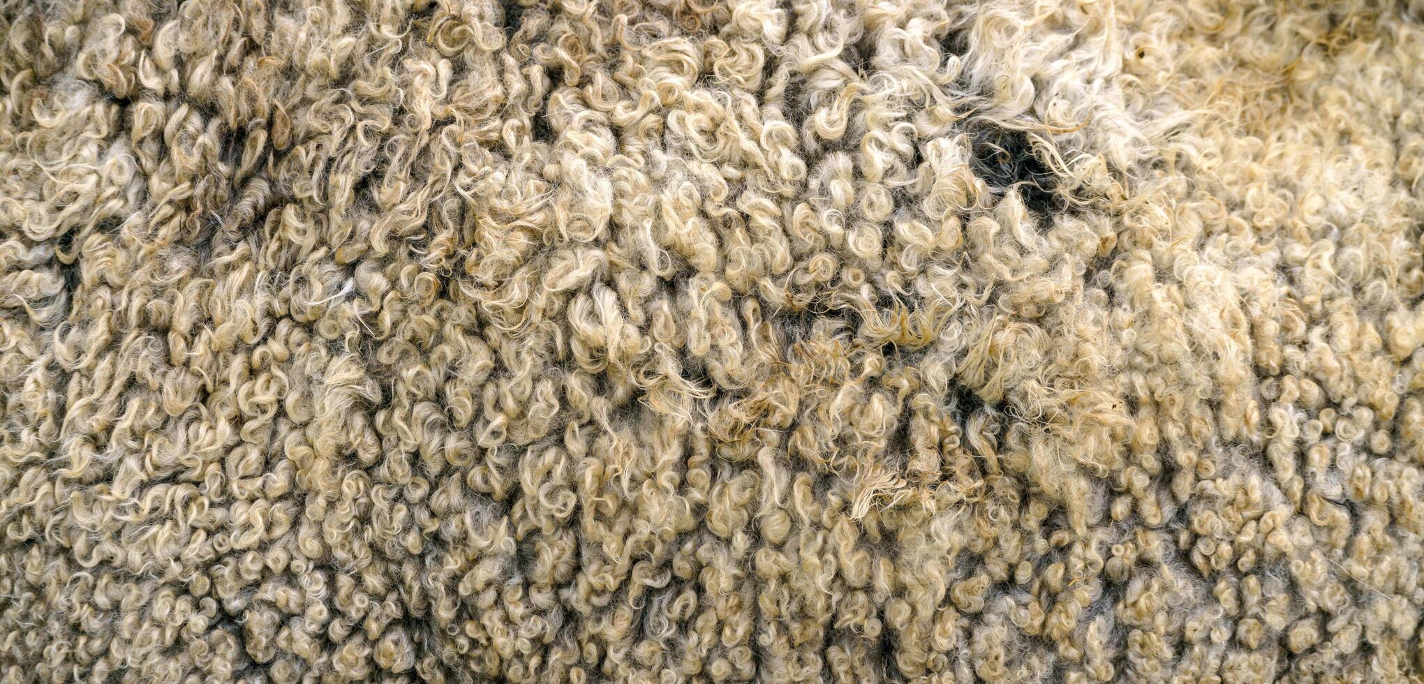 Sheep wool texture. Golden fleece - sheep fur. photo